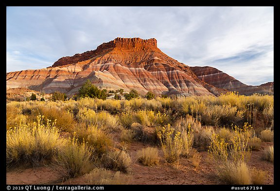Shrubs and butte, Old Pahrea. Grand Staircase Escalante National Monument, Utah, USA (color)