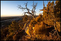 Cedar Mesa from Salvation Knoll, sunrise. Bears Ears National Monument, Utah, USA ( color)