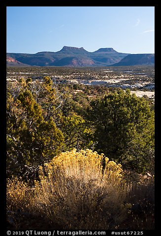 Bears Ears from Natural Bridges National Monument. Bears Ears National Monument, Utah, USA (color)