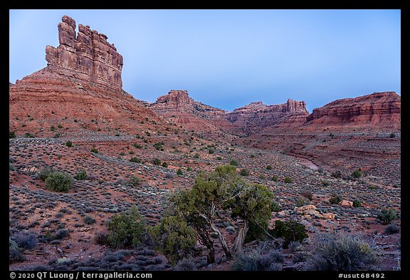 Juniper, mesas and buttes at dawn, Valley of the Gods. Bears Ears National Monument, Utah, USA