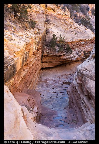 Slickrock chute, Bullet Canyon. Bears Ears National Monument, Utah, USA
