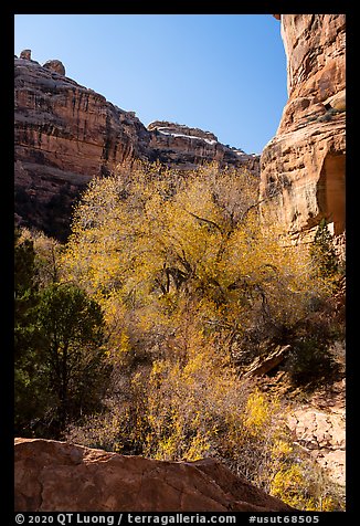 Tree with autumn foliage and cliffs, Bullet Canyon. Bears Ears National Monument, Utah, USA