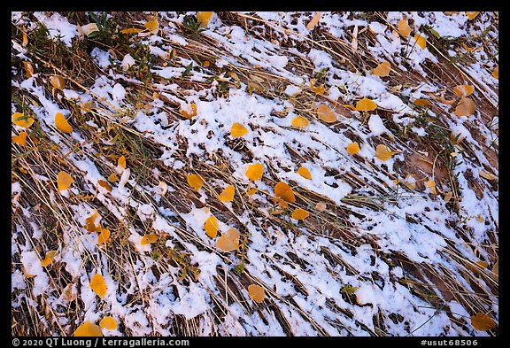 Close up of grasses flattened by flash flood, snow, and fallen leaves. Bears Ears National Monument, Utah, USA