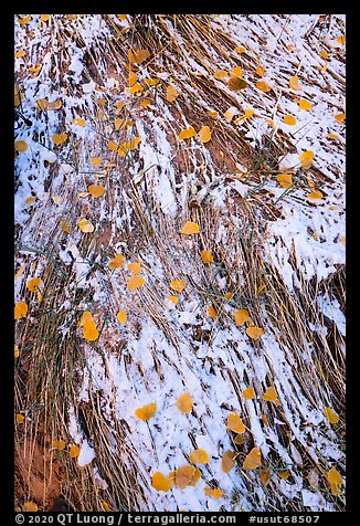 Close up of grasses, snow, and fallen leaves. Bears Ears National Monument, Utah, USA