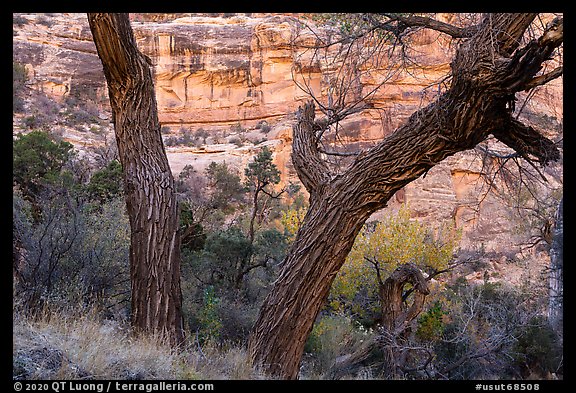 Cottonwood trunks and cliffs, Bullet Canyon. Bears Ears National Monument, Utah, USA