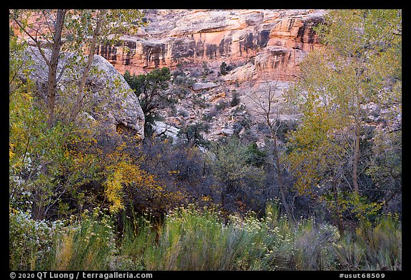 Blooms, autumn colors, and cliffs, Bullet Canyon. Bears Ears National Monument, Utah, USA