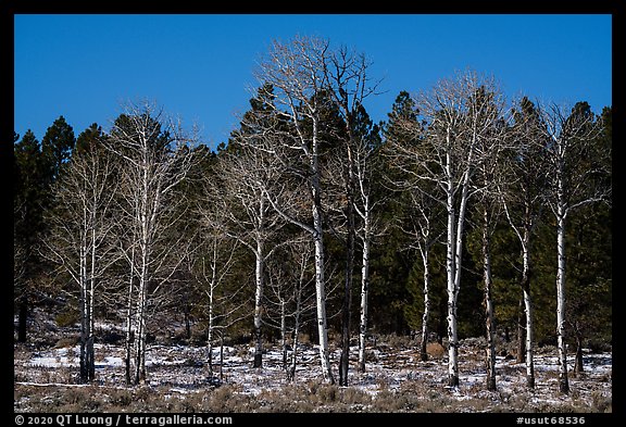 Bare aspen and pine trees, Elk Ridge. Bears Ears National Monument, Utah, USA