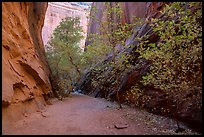 Trees in slot canyon, Long Canyon. Grand Staircase Escalante National Monument, Utah, USA ( color)