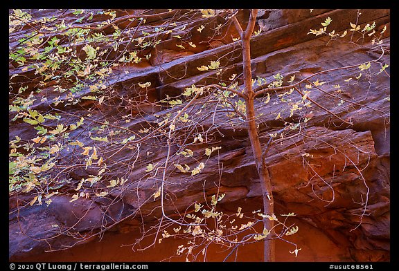 Close-up of tree in autumn foliage and rock wall, Long Canyon. Grand Staircase Escalante National Monument, Utah, USA (color)