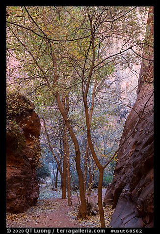 Trees in side canyon, Long Canyon. Grand Staircase Escalante National Monument, Utah, USA