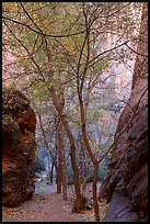 Trees in side canyon, Long Canyon. Grand Staircase Escalante National Monument, Utah, USA ( color)