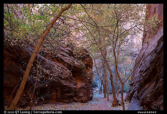 Trees in narrow side canyon of Long Canyon. Grand Staircase Escalante National Monument, Utah, USA (color)