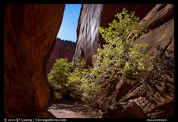 Narrow side canyon of Long Canyon sunlit with trees. Grand Staircase Escalante National Monument, Utah, USA