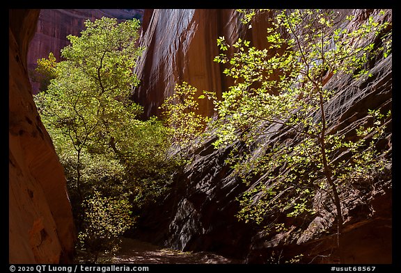 Sunlit trees in narrow canyon, Long Canyon. Grand Staircase Escalante National Monument, Utah, USA (color)