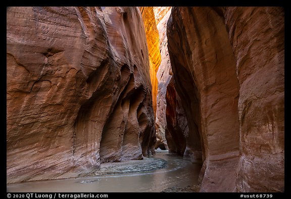 Paria River flowing in glowing slot canyon. Vermilion Cliffs National Monument, Arizona, USA