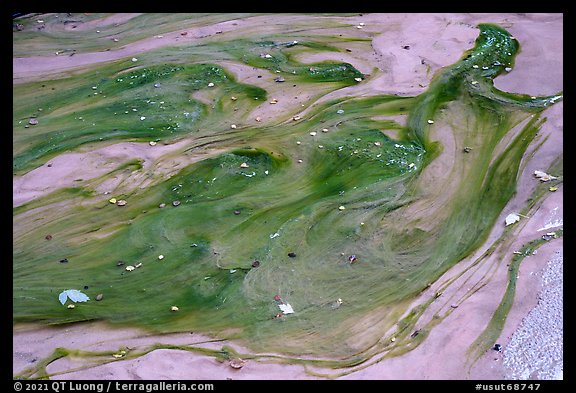 Pool with algae, Buckskin Gulch. Paria Canyon Vermilion Cliffs Wilderness, Arizona, USA