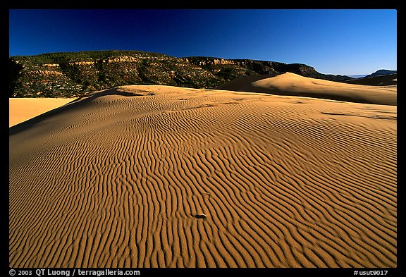 Rippled sand dune, late afternoon, Coral Pink Sand Dunes State Park. Utah, USA (color)