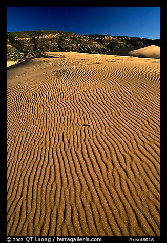 Ripples on sand dunes, late afternoon, Coral Pink Sand Dunes State Park. Utah, USA (color)