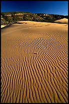 Ripples on sand dunes, late afternoon, Coral Pink Sand Dunes State Park. Utah, USA (color)