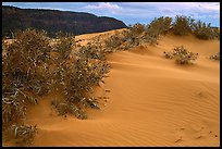 Sand dunes and bushes, Coral Pink Sand Dunes State Park. Utah, USA ( color)