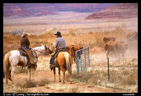 Cowboys and cattle. Utah, USA (color)