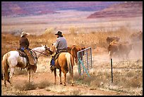 Cowboys and cattle. Utah, USA ( color)