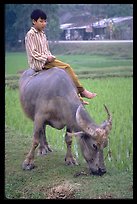 Boy sitting on water buffalo, near the Perfume Pagoda