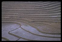 Terraced rice fields