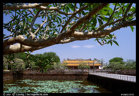 Plumeria tree, lotus pond, Thai Hoa palace (palace of supreme peace), citadel. Hue, Vietnam (color)