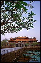 Plumeria trees, Ngo Mon Gate (Moon Gate), Hue citadel. Hue, Vietnam (color)