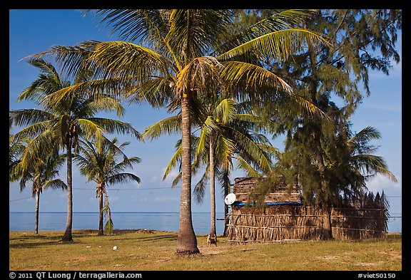 Palm trees, hut with satellite dish. Phu Quoc Island, Vietnam