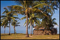 Palm trees, hut with satellite dish. Phu Quoc Island, Vietnam