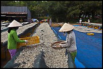 Women working drying fish. Phu Quoc Island, Vietnam (color)
