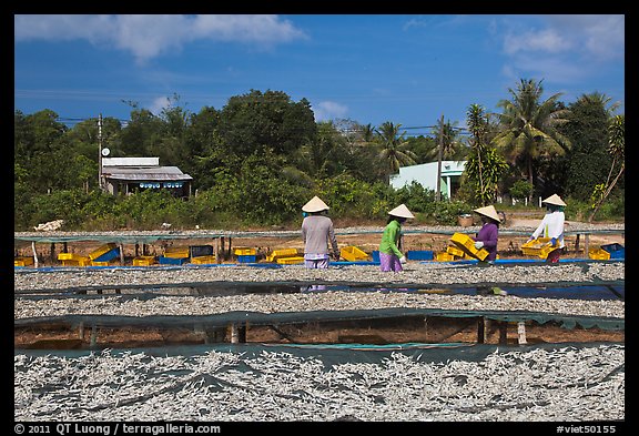 Dried fish production. Phu Quoc Island, Vietnam