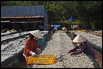 Dry fish processing. Phu Quoc Island, Vietnam (color)