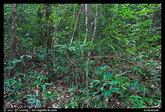Tropical forest undergrowth. Phu Quoc Island, Vietnam
