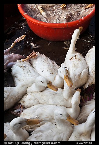 Ducks slaughtered for soup, Duong Dong. Phu Quoc Island, Vietnam