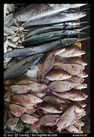 Close-up of fish for sale, Duong Dong. Phu Quoc Island, Vietnam