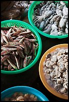 Close-up of seafood for sale in baskets, Duong Dong. Phu Quoc Island, Vietnam (color)