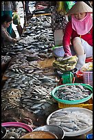 Fish for sale at public market, Duong Dong. Phu Quoc Island, Vietnam (color)