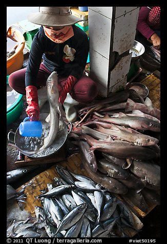 Woman cleans up fish for sale, Duong Dong. Phu Quoc Island, Vietnam