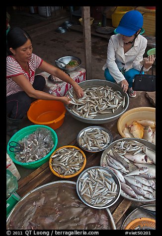 Customer purchasing fish at market, Duong Dong. Phu Quoc Island, Vietnam