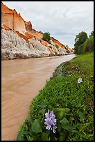 Flowers and aquatic plants on edge of Fairy Stream. Mui Ne, Vietnam (color)