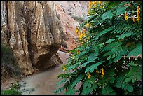 Flowers and rock walls, Fairy Stream. Mui Ne, Vietnam (color)