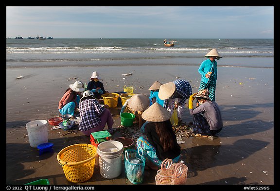 Women on beach sorting fresh catch. Mui Ne, Vietnam