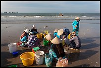 Women on beach sorting fresh catch. Mui Ne, Vietnam (color)