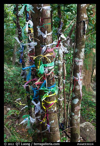 Multicolored ribbons on tree trunks. Ta Cu Mountain, Vietnam