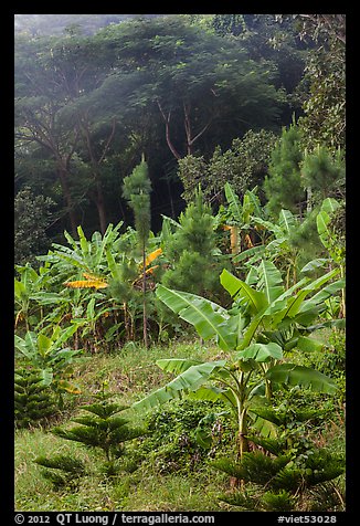 Tropical growth. Ta Cu Mountain, Vietnam