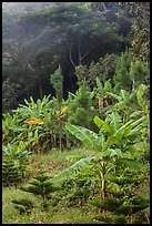 Tropical growth. Ta Cu Mountain, Vietnam (color)