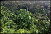 Tropical forest on hillside. Ta Cu Mountain, Vietnam (color)